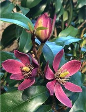 Stellar ruby magnolia for sale  Mobile