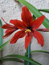 amaryllis usato amaryllis usato  Bagnoregio