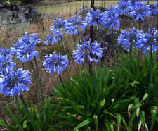 Agapanthus africanus blue for sale  PORT TALBOT
