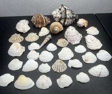 Huge lot seashells for sale  Cuba