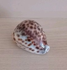 Tiger cowrie shell for sale  CANNOCK