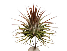 Tillandsien airplants luftpfla gebraucht kaufen  Schwarzenfeld