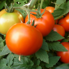 Early girl tomato for sale  Tarpon Springs