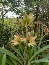 Hippeastrum igrazuanum samen gebraucht kaufen  Versand nach Germany