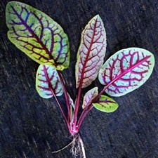 Organic sorrel bloody for sale  San Jose