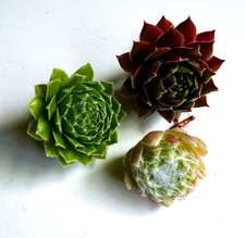 Mixed sempervivum hens for sale  Lynden