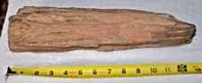 Rare large petrified for sale  San Dimas