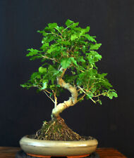 Bonsai chinesischer liguster gebraucht kaufen  Bielefeld