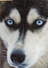 Siberian husky postkarte gebraucht kaufen  Parkstein