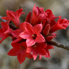 Brachychiton acerifolius seeds usato  Napoli