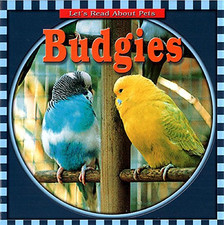 Budgies macken j for sale  ROSSENDALE