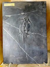 Keichousaurus wall display for sale  La Jolla