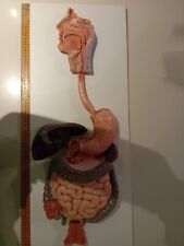 Anatomical model human for sale  CROYDON