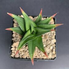 Haworthia beanii rib0624 for sale  Shipping to Ireland