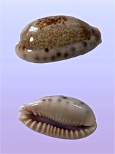 Cypraea caurica dracaena usato  Roma