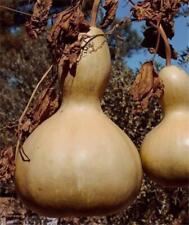 Gourd green bottle for sale  GRIMSBY