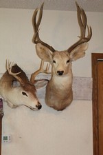 Pair mule whitetail for sale  Brandon