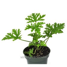 Pelargonium citrosum citronell for sale  Winter