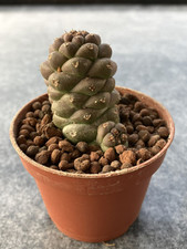 Euphorbia ritchiei small for sale  BIRCHINGTON