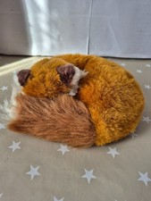 Curled fox cub for sale  WELSHPOOL