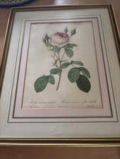 Botanic print rose for sale  STAFFORD