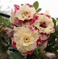 Pcs desert rose d'occasion  Expédié en Belgium