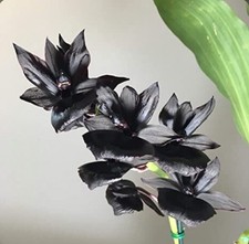 Catasetum type monnierara for sale  San Francisco