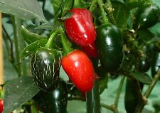 Semi peperoncino jalapeno usato  Trappeto