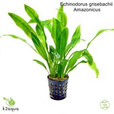 Echinodorus amazonicus amazon for sale  HOUNSLOW