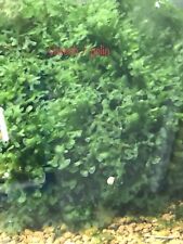 Mousse aquarium varech d'occasion  Bessines-sur-Gartempe