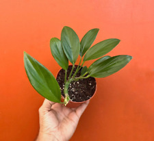 Dragon tail rhaphidophora for sale  Homestead
