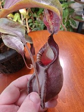 Nepenthes black miracle for sale  Wausau