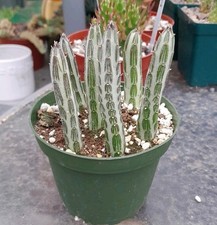 Senecio stapeliiformis pickle for sale  La Mirada