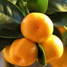 Orange calamondin plant. for sale Orange calamondin plant. for sale  LLANDYSUL
