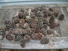 Loblolly pine cones for sale  Salisbury
