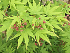 Autumn glory japanese for sale  Beachwood
