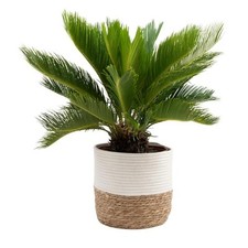 Sago palm indoor for sale  Los Angeles