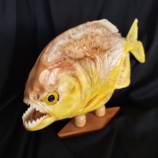 Piranha taxidermy fish for sale  Alamogordo