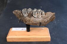 Pleistocene fossil elaph d'occasion  Expédié en Belgium