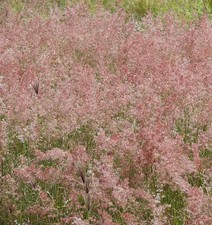 Samen pink gras gebraucht kaufen  Calw