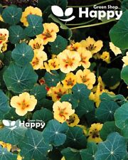 Nasturtium dwarf peach for sale  DONCASTER