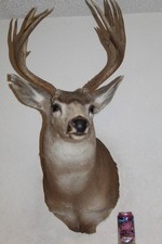 Mule deer head for sale  Brandon