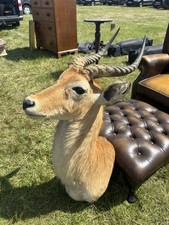 Taxidermy 20th century for sale  HUDDERSFIELD