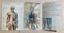 Medicina anatomia umana usato  San Severo
