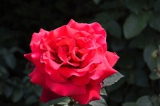 Royal william hybrid for sale  NOTTINGHAM