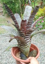 Bromeliad aechmea black for sale  USA