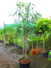 Large 7ft evergreen for sale  OXFORD
