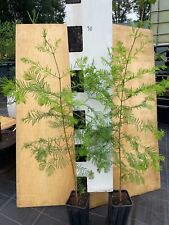 Urwelt mammutbaum 110cm gebraucht kaufen  Osnabrück