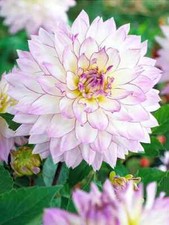Dahlienknollen dahlien crazy gebraucht kaufen  Minden