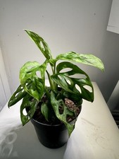 Monstera adansonii mint for sale Monstera adansonii mint for sale  LEEK